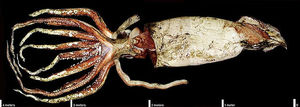 Ученые разобрали геном гигантского кальмара и увидели, что у этого существа очень развитый мозг