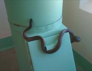 Змея ползала по подъезду многоэтажного дома в Перми: специалисты рассказали, как змеи попадают в города, где они не водятся
