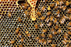Как оборудовать улей в саду и можно ли вообще разводить пчел на даче?