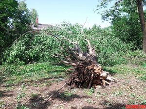 Как выкорчевать дерево без усилий