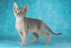 Абиссинские кошки: маленькие домашние пумы