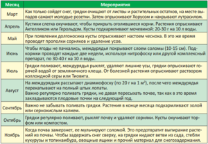 Календарь ухода за земляникой с весны до осени