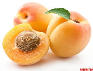 Выращиваем персики, сливы и абрикосы из косточек