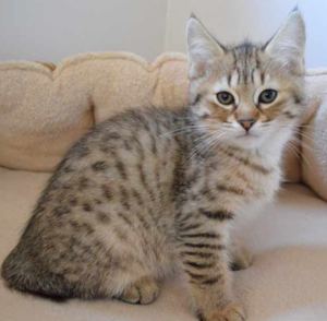 Порода кошек Пиксибоб — «миниатюрная домашняя рысь»