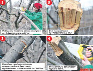 Как спилить толстую ветку у дерева