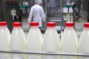 Российские производители молока заявили о «безвыходной ситуации» для их бизнеса