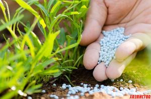 5 минеральных удобрений, которые помогут бороться с болезнями сада