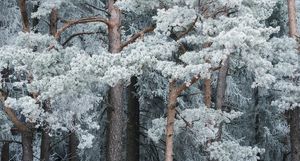 Зимняя сказка: фантастические фото заснеженных лесов