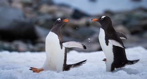 Фотограф сделал чудесные портреты пингвинов в Антарктиде
