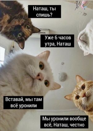 «Наташ, вставай! Мы уронили вообще все!»: на фоне последних событий в сети обрел популярность новый мем с котами
