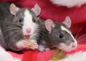 Домашняя крыса: самый умный питомец