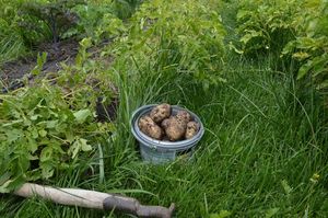 Как собрать урожай картошки два раза в год?
