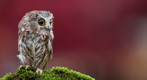 10+ забавных и красивых фотографий птиц от профессионалов