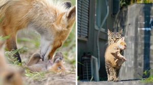 20 трогательных и смешных фото, которые доказывают, что животные - хорошие родители(21 фото)