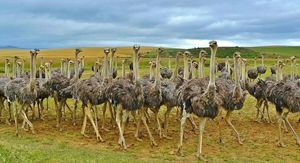 Топ-10 интересных фактов о страусах