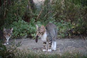 Почему коты приносят мёртвых животных домой и как их остановить?