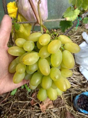Как выращивать виноград в северных районах