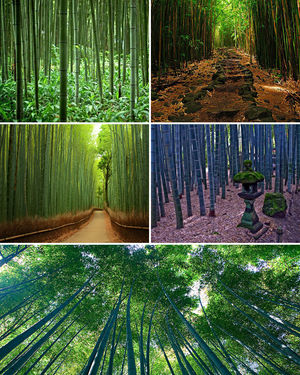 Самые красивые леса мира