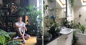 Джунгли зовут: как живется в квартире полной комнатных растений