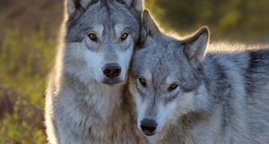 Оказывается, волки умнее собак: интересные факты о серых хищниках