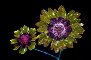 Цветы в ультрафиолете