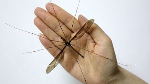 «Малярийный комар» - кошмар твоего детства
