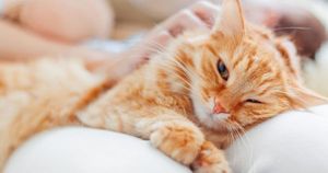 Почему кошка путает лоток с хозяйской постелью