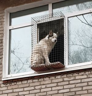Покорители балконов: смешные собачки на своих наблюдательных пунктах