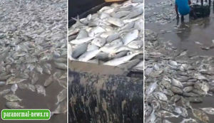 Еще одно плохое предзнаменование - тысячи рыб выбросились на берег Акапулько