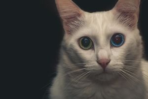 Как видят кошки: 4 особенности кошачьего зрения