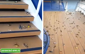 Сотни птиц упали замертво на палубу круизного лайнера