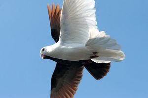 Яркие, умные, злопамятные: 9 фактов о голубях