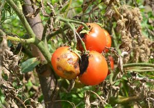 Столбур помидоров: только профилактика