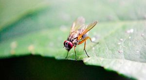 Как быстро избавиться от надоедливых насекомых