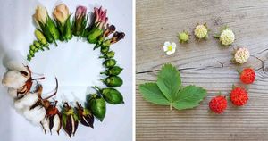 От цветочка до ягодки: как проходит жизненный цикл растений