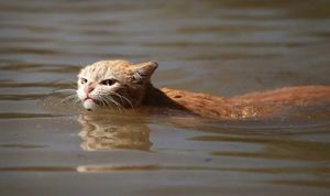 Плавательный кот