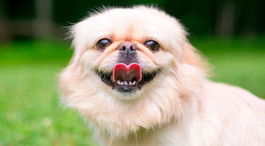 Зато симпатичная: 10 самых глупых пород собак