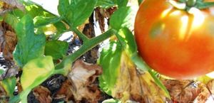 Сохнут листья у помидоров – в чем причина и что делать