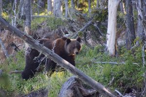 Три главных правила, чтобы недопустить встречу с медведем в лесу