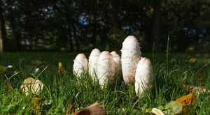 Странные, но съедобные грибы: дрожалка, навозник, ежовик и дождевик