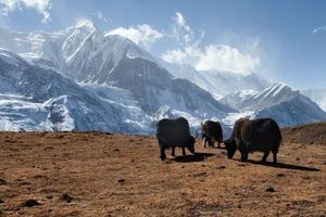 Аннапурна | Гора-убийца в Гималаях, утеревшая нос Эвересту