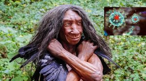 Коронавирус отбраковывает последний след неандертальцев из человечества