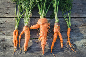 Почему морковка выросла корявой и жилистой