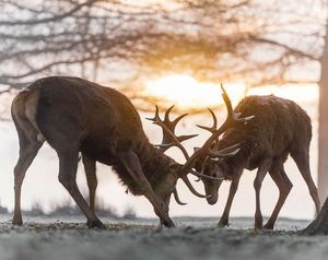 Сказочные олени: 10 удивительных фотографий