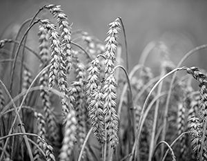 Американские СМИ: Россия может превратить пшеницу в политическое оружие