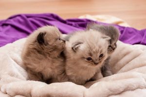 Как ухаживать за беременной кошкой и новорожденными котятами