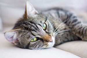 Признаки старения кошки и как за ней ухаживать