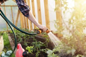 Помогите своему саду пережить жару