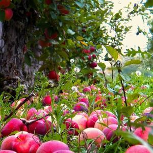 Что сделать вкусного из падалицы яблок и груш