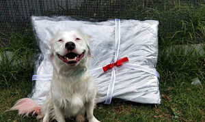 Как глухой и слепой пёс Широ помогает животным, которых предали люди